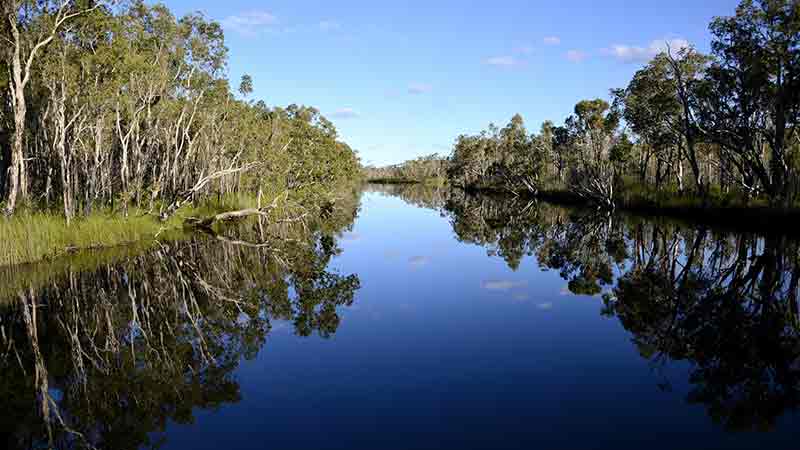 Explore beyond Noosa into the dark tannin waters of the Pristine Noosa Everglades with this afternoon cruise.